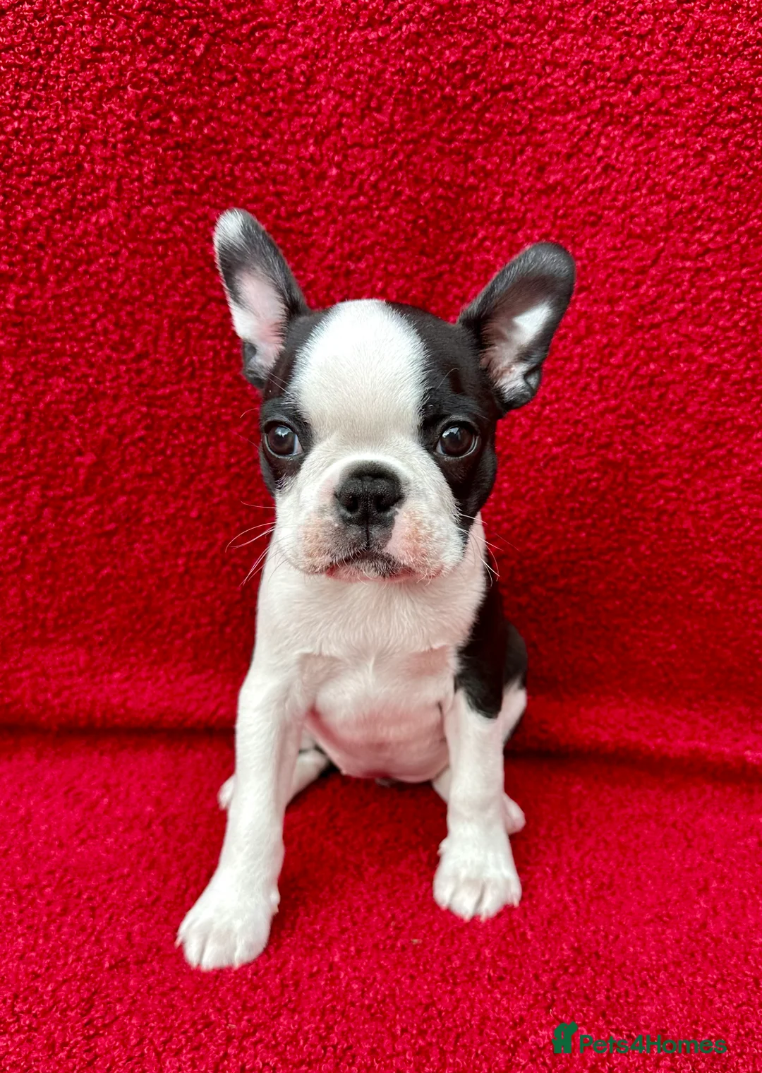 Boston Terrier dogs for sale: Exceptional puppies. Extensively tested parents.   - Advert 2