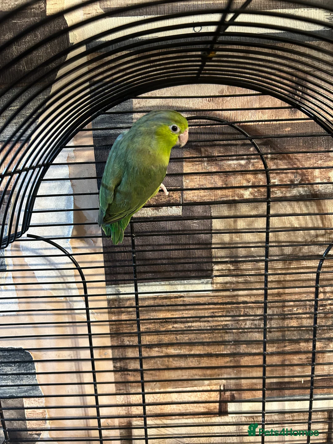 Parakeets birds for sale: Female parrolet  - Advert 2
