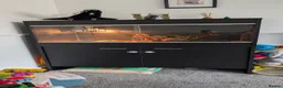 Corn Snake reptiles for sale: Gorgeous corn snake named Shreddy  in Hull - Advert 3