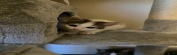 American Shorthair cats for sale: 7 beautiful kittens looking for forever homes  - Advert 8