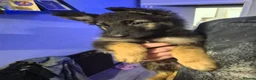 German Shepherd dogs for sale: 1 girl pup left💛gorgeous german shepherd pups - Advert 4