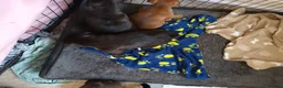 Patterjack dogs for sale: Patterjack Puppies - Advert 3