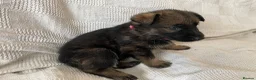 German Shepherd dogs for sale: GERMAN SHEPHERD PUPS WORKING LINE in Wigan - Advert 10