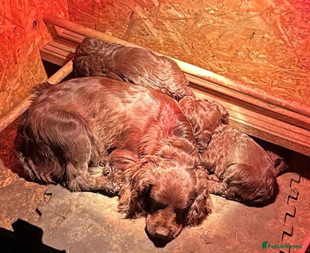 Sprocker dogs for sale: 6x sprocker spaniels  - Advert 14