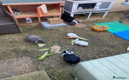 Mini Lop rabbits for sale: Baby rabbits (x4) - Advert 4