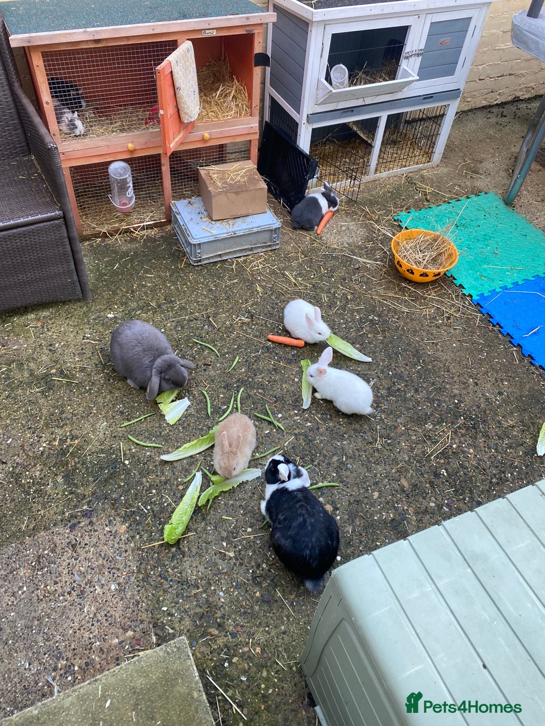 Mini Lop rabbits for sale: Baby rabbits (x4) - Advert 4