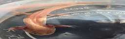 Axolotl reptiles for sale: Copper axanthic Melanoid baby Axolotl - Advert 5