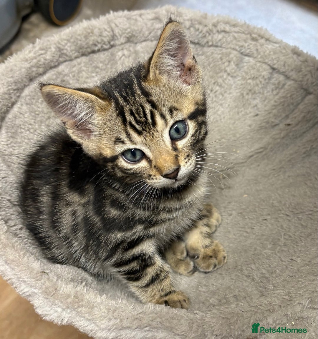 Bengal cats for sale: Stunning Bengal Kittens - Image 4