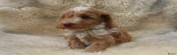 Cockapoo dogs for sale: FI CHAMPAGNE AND WHITE  MALE FROM 5* BREEDER - Advert 5