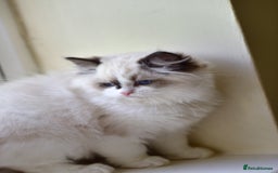 Ragdoll cats for sale: Tica registered Health checked Ragdoll girl - Image 4