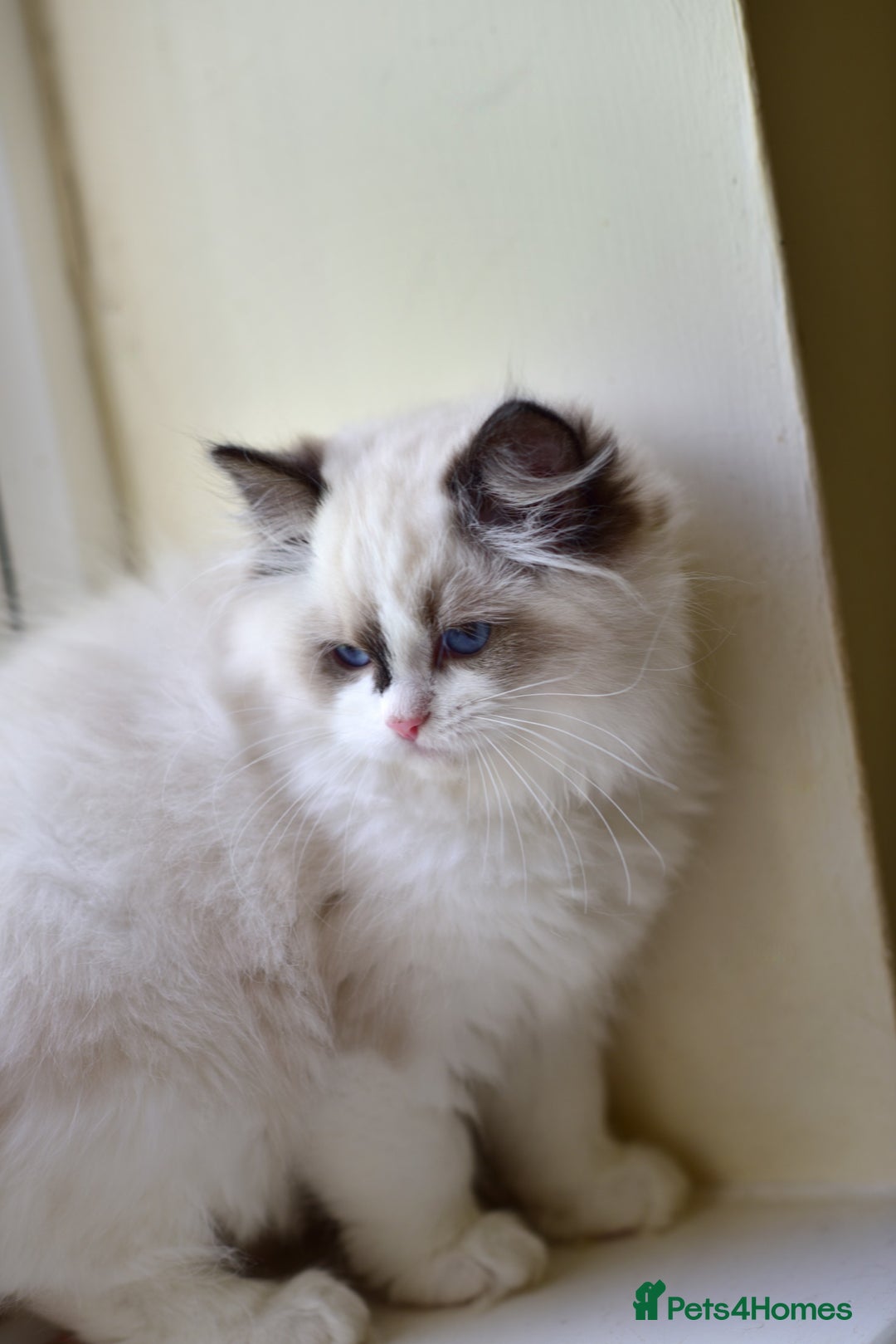 Ragdoll cats for sale: Tica registered Health checked Ragdoll girl - Image 4