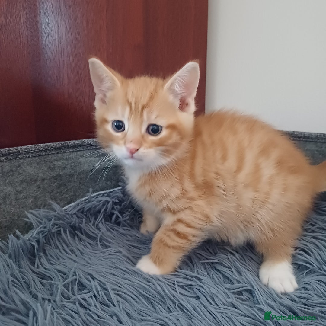 Mixed Breed cats for sale: Lovely kittens😻😻😽😽❤️ - Advert 7