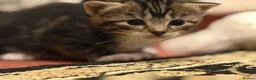 Mixed Breed cats for sale: Tabby kittens  in Northwich - Advert 7