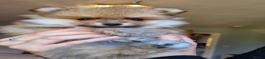 Pomeranian Puppy 1