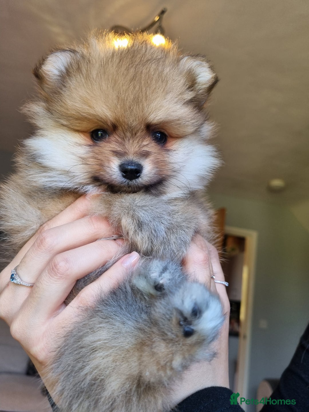 Pomeranian dogs for sale: Pomeranian puppies  - Image 2