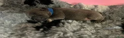 French Bulldog dogs for sale: 🐾 Disney Villain Frenchie Litter 🐾  - Advert 7
