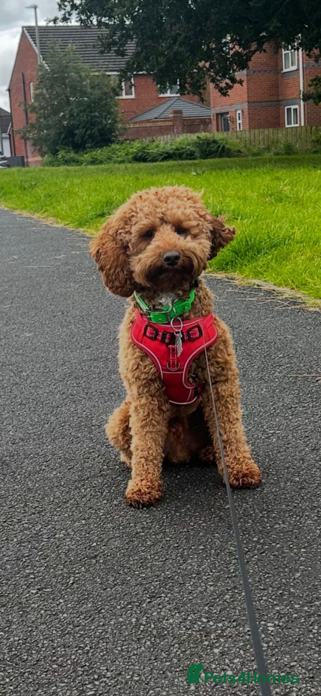 Poochon dogs for sale: Fox Red poochon puppys  - Advert 3