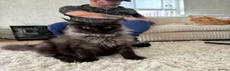 Maine Coon cats for sale: Maine coon kittens  - Advert 32