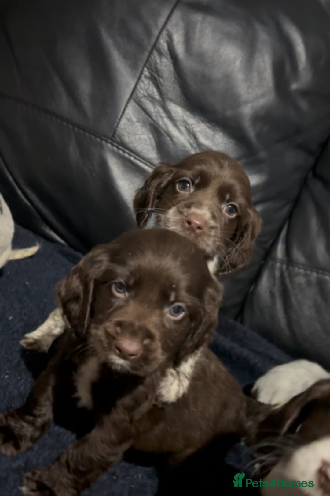 Cocker Spaniel dogs for sale: Adorable cocker spaniel puppies - Image 7