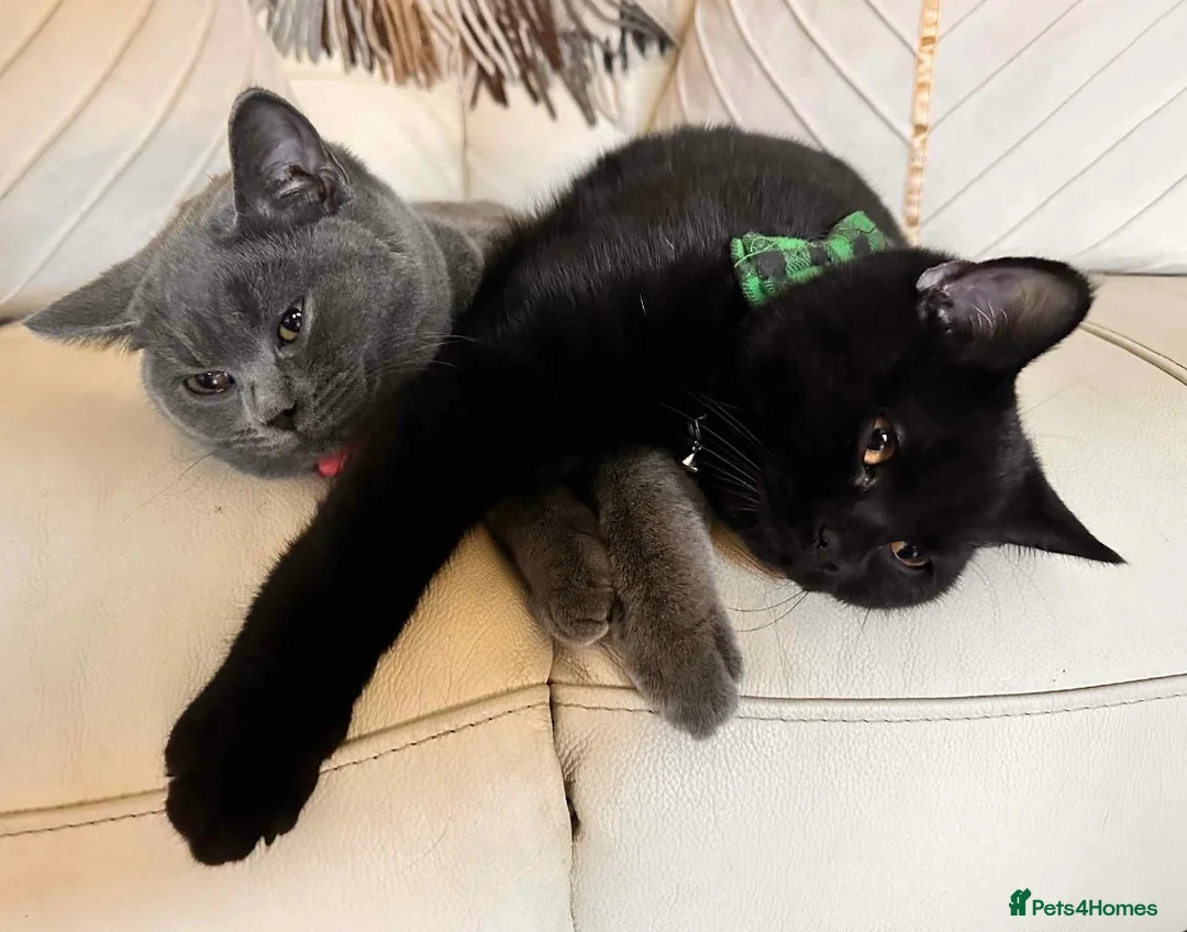 British Shorthair cats for sale: Cole BSH boy looking for new home - Advert 1