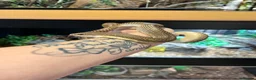 Snake reptiles for sale: Giant Madagascan Blonde Hognose  - Advert 1