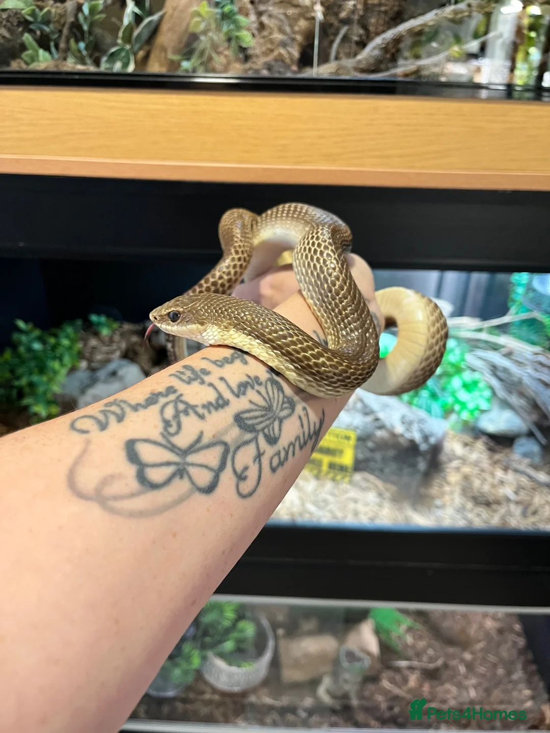 Snake reptiles for sale: Giant Madagascan Blonde Hognose  - Advert 1