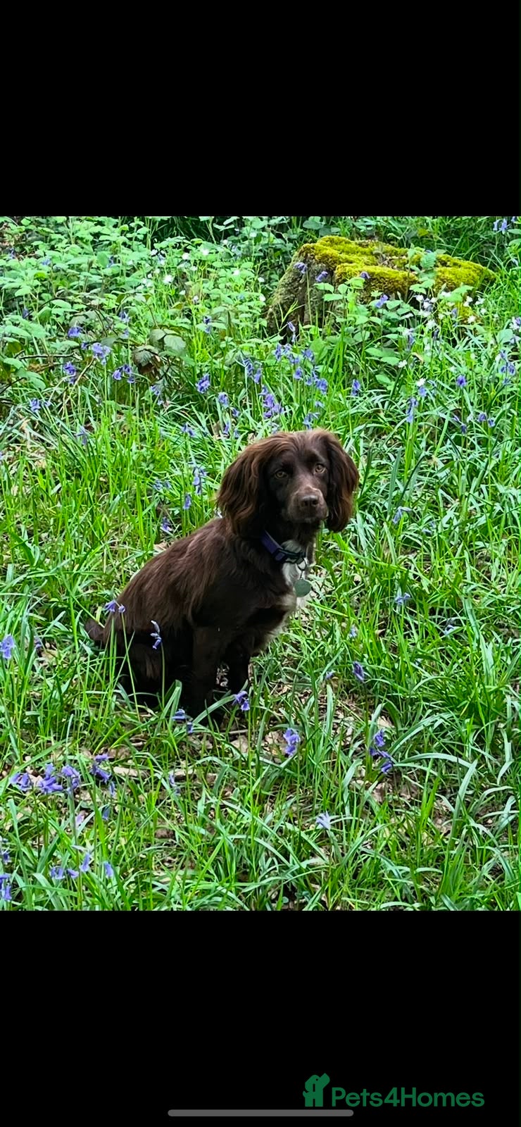 Cocker Spaniel dogs for sale: Beautiful working cocker spaniels  - Advert 1