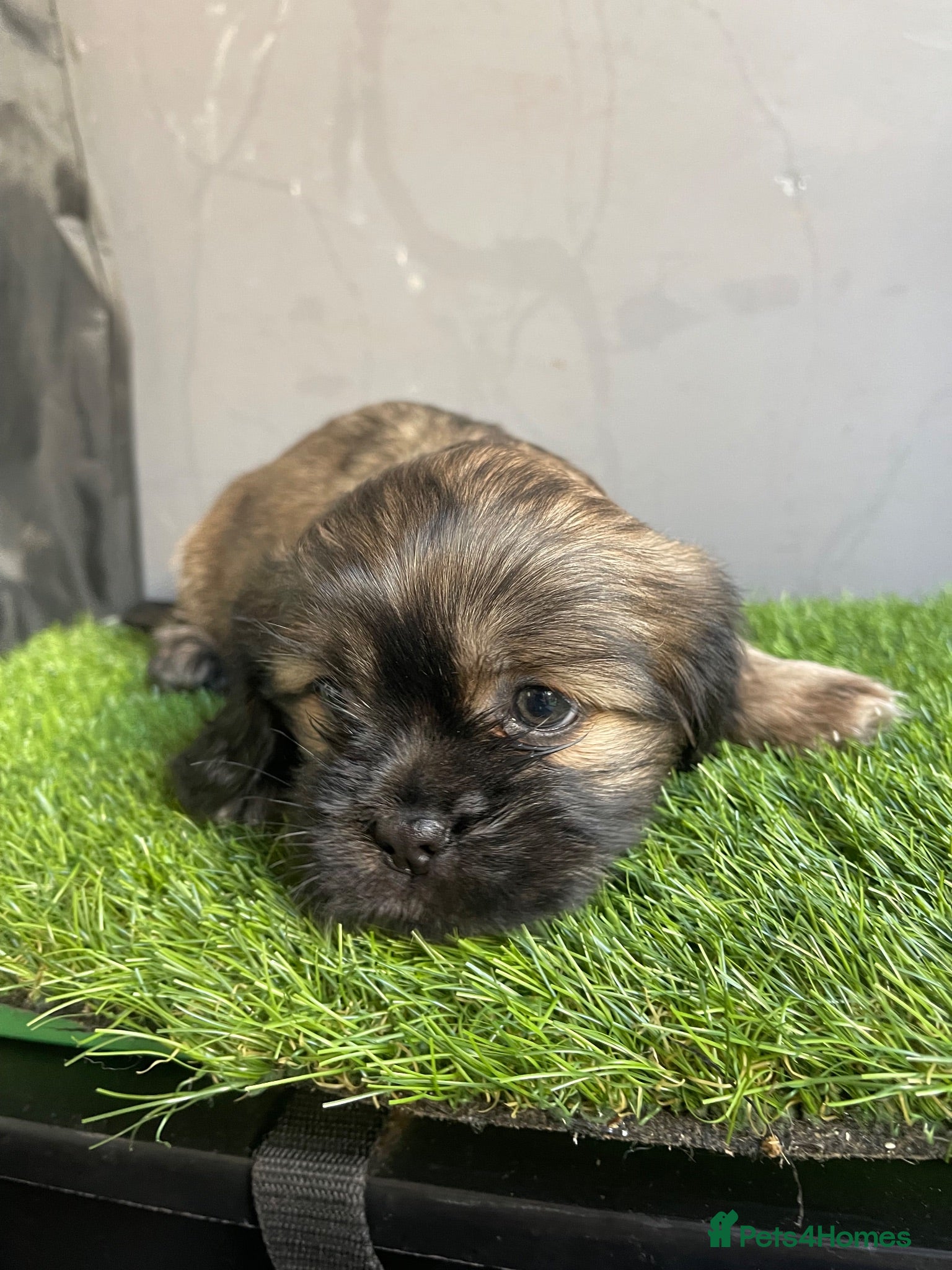 Mixed Breed dogs Shih Tzu x Maltese puppies  - Advert 16
