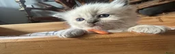 Ragdoll cats for sale: Pure blue point ragdoll kittens  - Advert 22