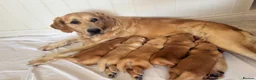 Golden Retriever dogs for sale: Golden Retriever Pup's for sale. - Advert 12