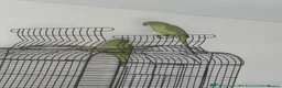 Parrots birds for sale: Male and Female Pair Parrot in London - Advert 4