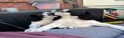 English Springer Spaniel dogs for sale: Stunning English Springer spaniel puppies  in Burntwood - Advert 15
