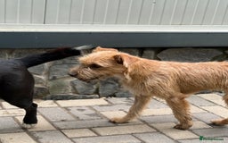 Mixed Breed dogs for adoption: Sweet Sunny Needs LOVE - Image 10