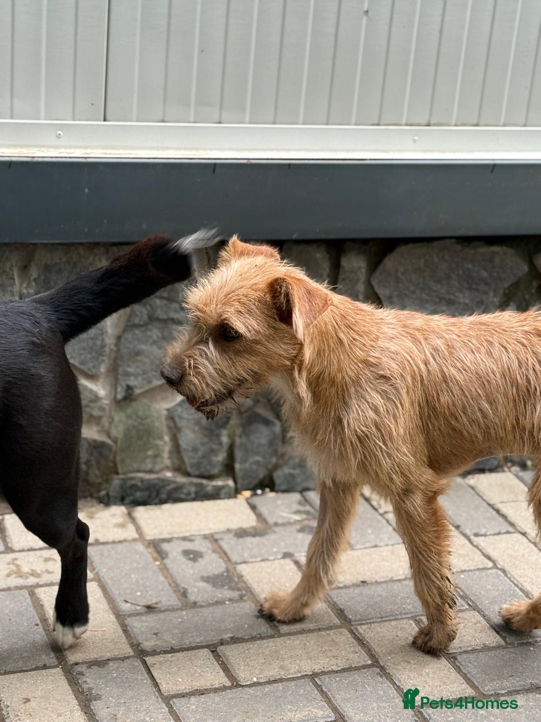 Mixed Breed dogs for adoption: Sweet Sunny Needs LOVE - Image 10