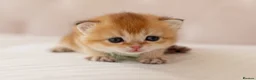 British Shorthair cats for sale: Golden Blue and Golden BSH kittens - Advert 27
