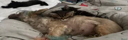 Mixed Breed cats for sale: Only one beautiful fluffy boy left! in Faringdon - Advert 6