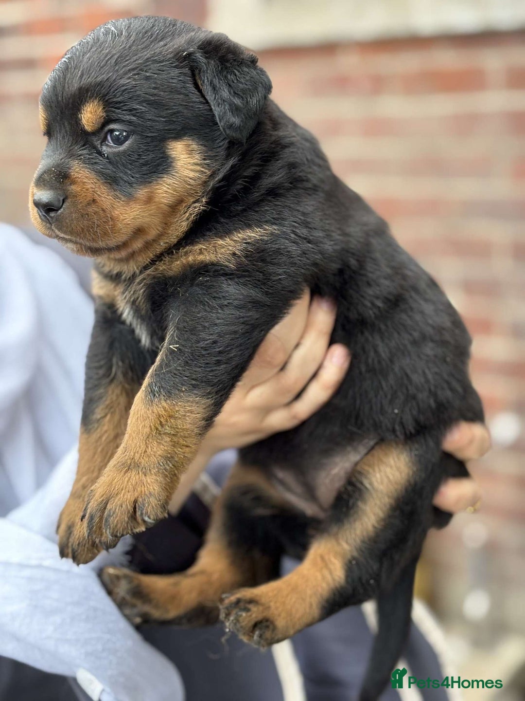 Rottweiler dogs for sale: 5 chunky pure pedigree Rottweiler pups - Image 18