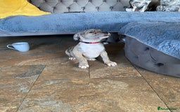 Mixed Breed dogs for sale: NORTH AMERICAN MASTIFF - Image 7