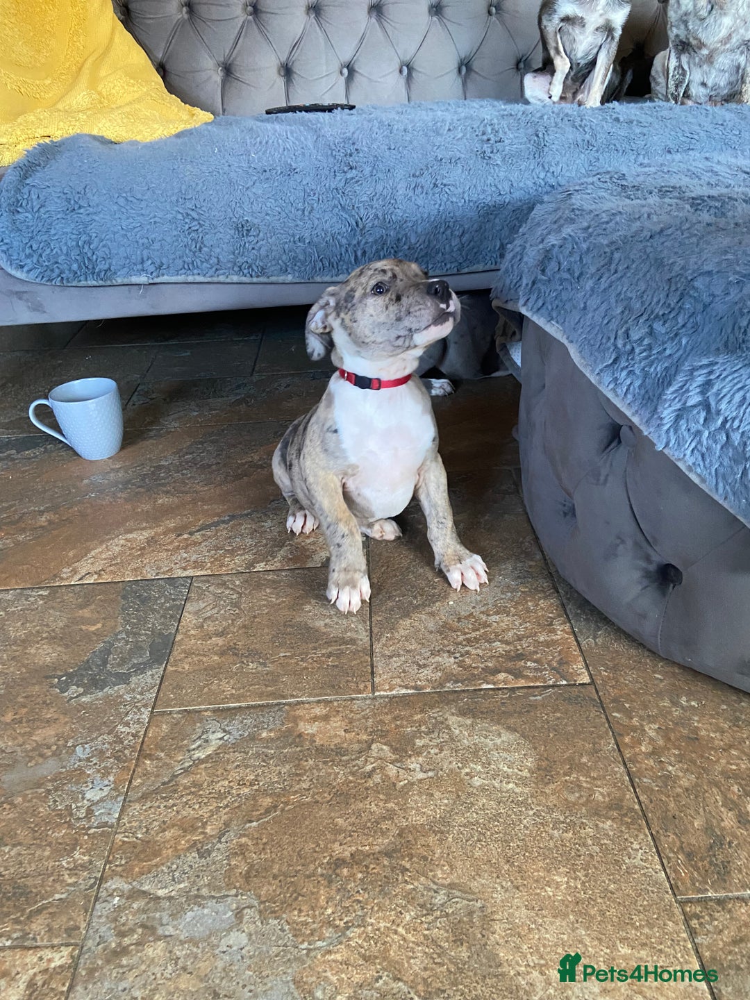 Mixed Breed dogs for sale: NORTH AMERICAN MASTIFF - Image 7
