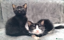 Mixed Breed cats for sale: 3 beautiful tux and black kittens for sale  - Image 18