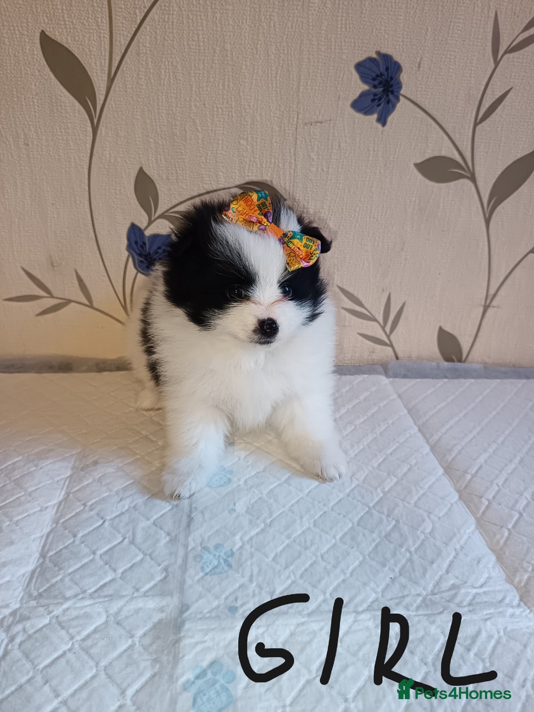 Pomeranian dogs for sale: Barnsley  - Advert 22