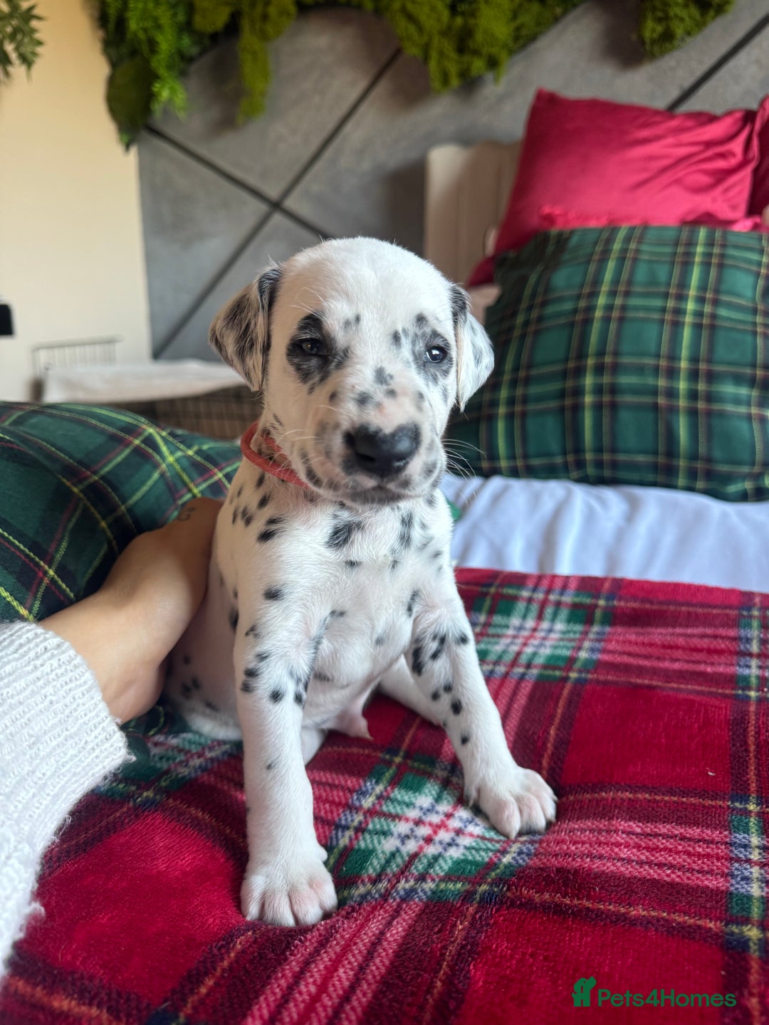Dalmatian dogs for sale: PEDIGREE Dalmatian Puppies ready NOW - Advert 22