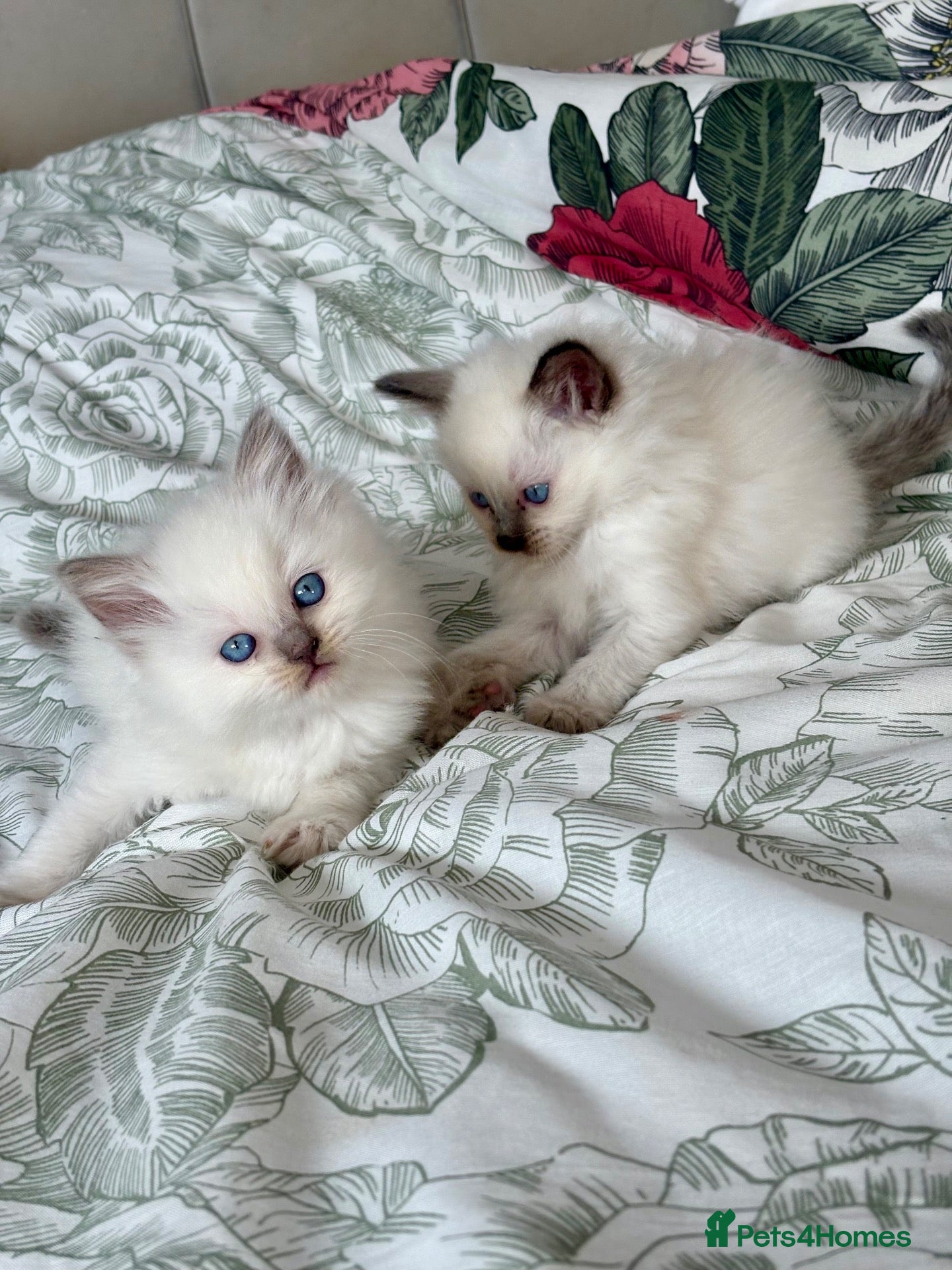 Ragdoll cats for sale: ♥️ STUNNING GCCF BABIES ♥️ - Advert 20