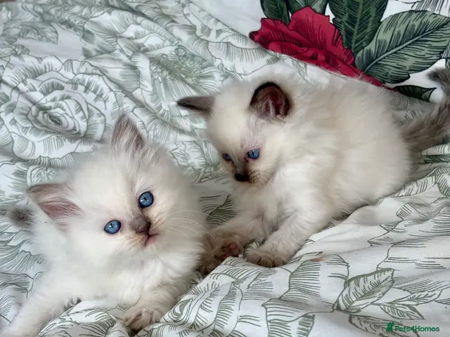 Ragdoll cats for sale: ♥️ STUNNING GCCF BABIES ♥️ - Advert 20