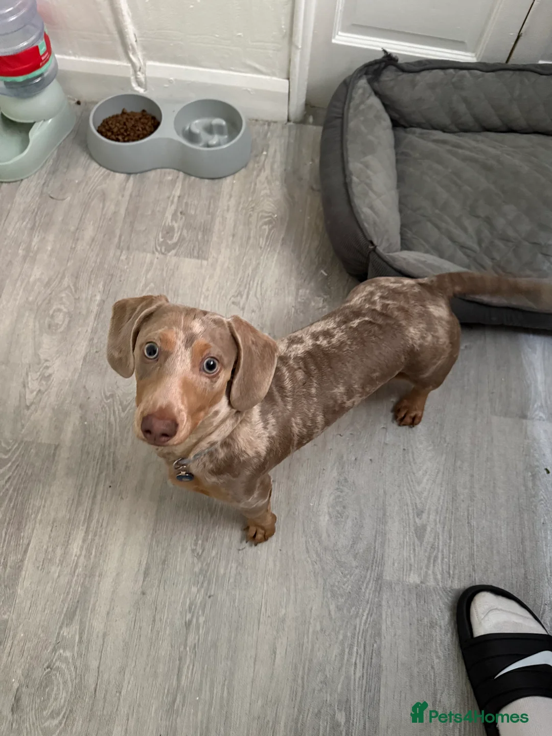 Miniature Dachshund dogs for sale:  Isabella Dapple Miniature Dachshund boy  - Advert 4