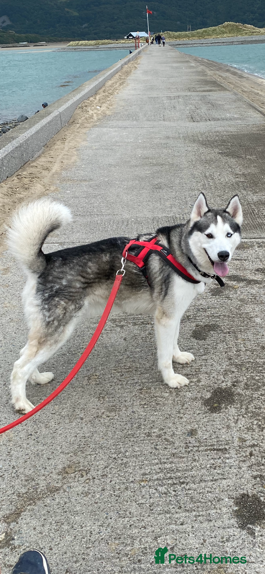 Siberian Husky dogs for sale: Beautiful husky puppies expected - Image 2