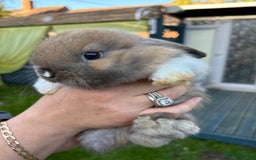 Mini Lop rabbits for sale: Pure bred mini lop - Image 1