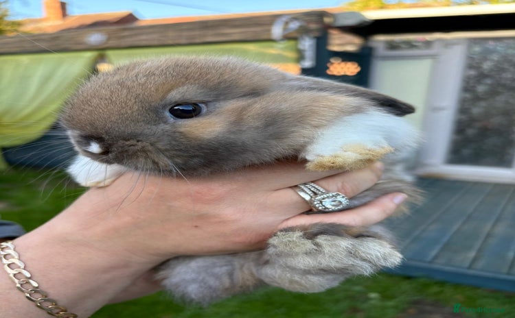 Mini Lop rabbits - Advert 9