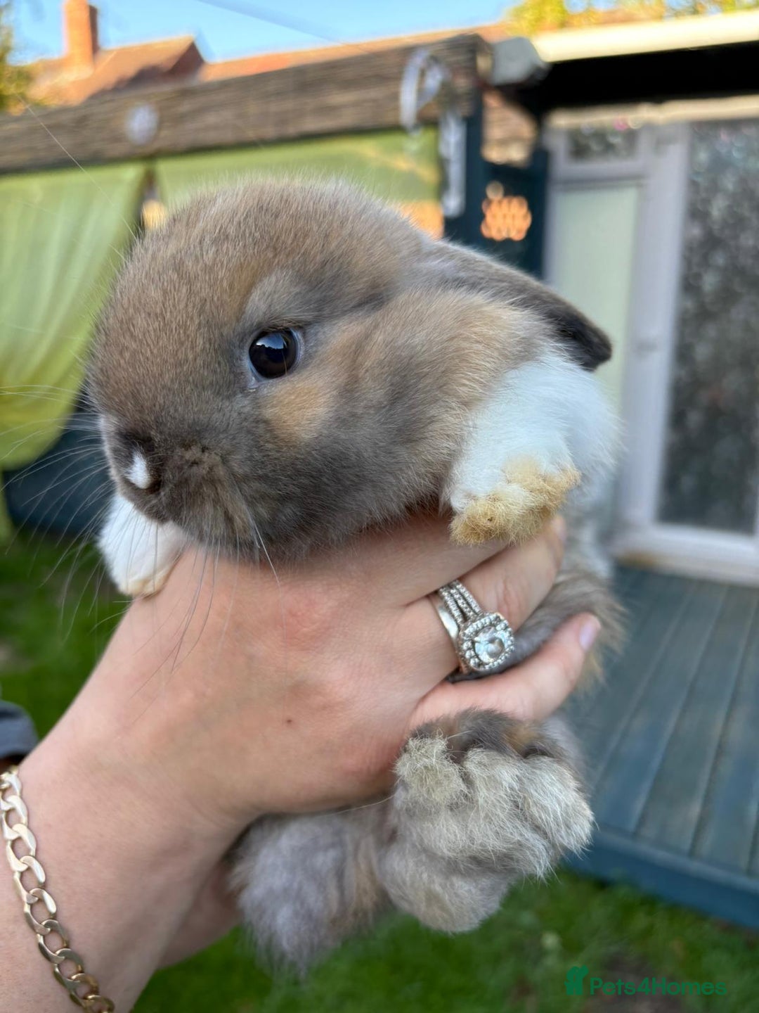 Mini Lop rabbits for sale: Pure bred mini lop - Image 1