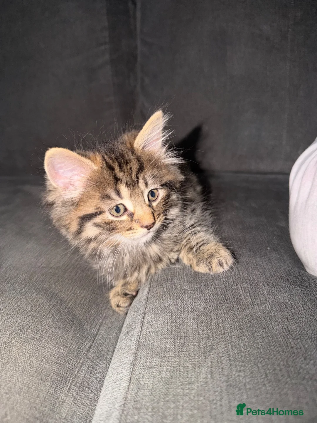 Mixed Breed cats for sale: 3 beautiful kittens  - Advert 11